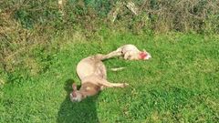 Una oveja y un cordero muertos en una finca pr�xima a las casas en Pradedo, en O Val (Nar�n)