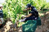 Recogida de uva de godello en un vi�edo de una bodega de la denominaci�n Valdeorras.