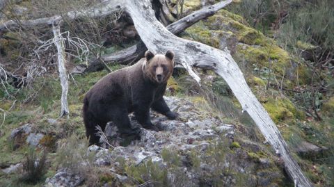 Un oso pardo en Asturias