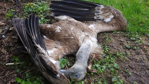 Un ejemplar de buitre muerto