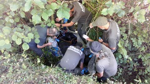 Agentes del Medio Rural y de la Guardia Civil han participado este lunes en el rescate de un oso herido, aparentemente en sus dos patas traseras, que fue avistado ayer cerca de la parroquia de Aguino, en Somiedo