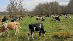 Vacas criadas en extensivo de la granja Casa da Fonte, en el municipio de Pant�n