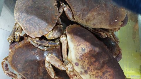 Bueyes, entre 12 y 20 euros el kilo en las plazas de la r�a