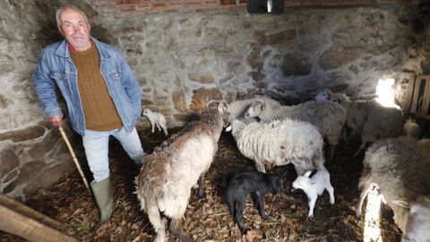 El pastor cuida de doce reci�n nacidos