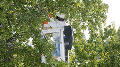 RETIRAN UN NIDO DE ABEJAS QUE ESTABAN SIENDO ATACADAS POR AVISPAS VELUTINAS EN UN ARBOL DE LA PLAZA DE LA VERDURA EN PONTEVEDRA