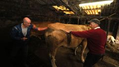 Ramírez con una de las vacas de Pena, ganadero de O Vilar, en Riobarba (O Vicedo)