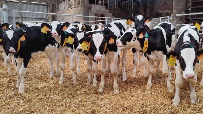 Terneritas antes de partir a los centros de recra