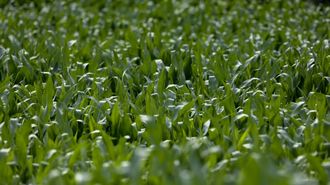 Cultivo de ma�z, un cereal fundamental para el sector l�cteo