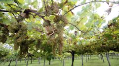 La variedad de uva rati�o debe su nombre a su peque�o tama�o 