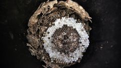 Un nido de avispa asi�tica retirado en O Saln�s