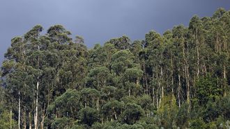 Eucaliptos en una parcela de Viveiro