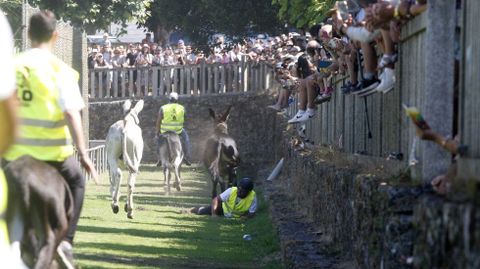 Un jinete fue evacuado en ambulancia. Este es el momento en que se cayó de su burro