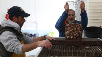 Ayer, en la lonja de Ribeira, el kilo de almeja babosa cotiz� entre 39 y 44 euros y el de roja, entre 20,60 y 25,10.
