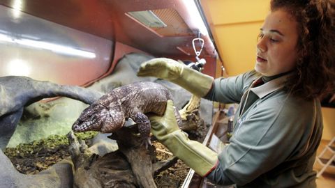 Imagen de archivo de una cuidadora con un reptil 