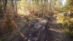 Camino forestal, estrecho y largo, que enlaza Cai�n (prohibido el cultivo de patata) con Lendo (zona tamp�n), en ambos casos en A Laracha.