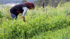 Imagen de archivo de una plantaci�n de tirabeques