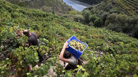 Imaxe de arquivo dos vi�edos da Ribeira Sacra