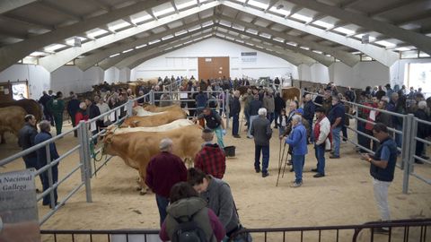 Pedrafita celebró este domingo el XXXIV Certame-Exposición de Gando Vacún.