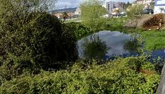 Zarzal en un solar situado tras La Rosaleda, que una zona que el Concello ordenar� vallar.