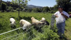 Antonio Jos� Liborio Nunes, el ganadero de Viveiro al que el lobo mat� la pasada madrugada una oveja y un carnero (desaparecido), denuncia que desde abril del 2019 ha perdido debido al c�nido salvaje 66 ovejas y un ternero