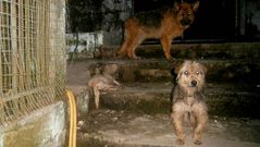 Dentro de la perrera ilegal de Gondomar