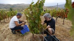 La bodega Couto Mixto abri la vendimia en la D.O. Monterrei.