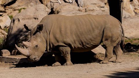 Angalifu de 44 años falleció aparentemente de viejo, según un comunicado del responsable del zoológico Safari Park Randy Rieches 