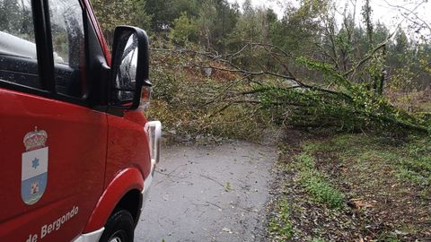 Protecci�n Civil de Bergondo, retirando uno de los �rboles ca�dos