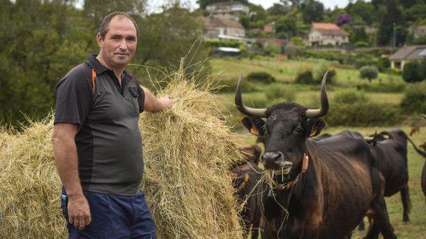 Las vacas de Roberto Louza?n, en Cotobade, tienen gps
