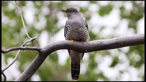 El cuco anunci desde siempre la llegada de la primavera