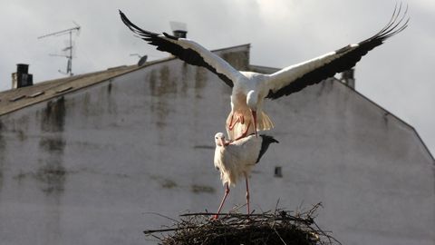 Una pareja de cig�e�as en uno de los nidos m�s cercanos a la pasarela de As Cruces