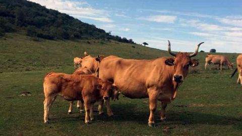 Vacas en Asturias