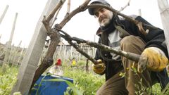 La poda evita el crecimiento descontrolado de la cepa, permite darle forma para que el fruto madure bien y regula el n�mero de racimos