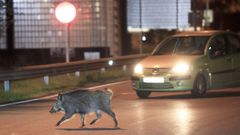 Un jabal� cruza la carretera en una rotonda de Lugo.