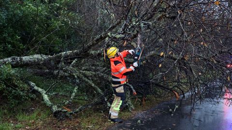 Los bomberos tuvieron que talar un �rbol que hab�a ca�do en la carretera de O Carreir�n en A Illa
