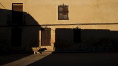 EL TOBOSO. 
Un perro vagabundea por las calles vac�as del pueblo del que era oriunda Dulcinea, la amada de don Quijote, El Toboso (Toledo), un t�pico ejemplo manchego de este declive rural que indaga Sergio del Molino -retratado en la fotograf�a inferior- en su ensayo �La Espa�a vac�a�. 
