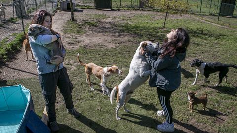 Un grupo de perros disfruta en residencia K-Nine, en Lousame, con sus cuidadoras.