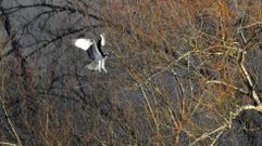 Este ejemplar de �guila pescadora fue fotografiado en el entorno de Portomar�n el pasado 12 de enero, durante la realizaci�n del censo anual de esta especie en Galicia 