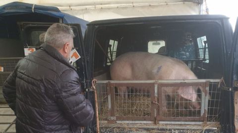 Feira do Porco da Ceba en Cospeito