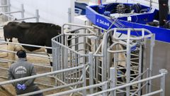 La Granxa Experimental do Leite, inaugurada el pasado oto�o, es utilizada por profesores y por alumnos de Veterinaria 
