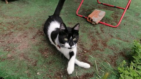 Mico descansando antes de que ocurriesen los hechos del pasado jueves.