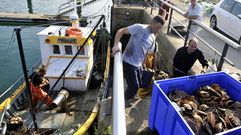 Descarga de vieira ayer en el muelle de Curuxeiras