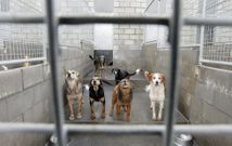Todas las partes coinciden en que el Refuxio de Animais de Santiago est� saturado. 