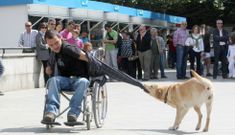 Un labrador entrenado para ayudar a personas con movilidades diferentes. 