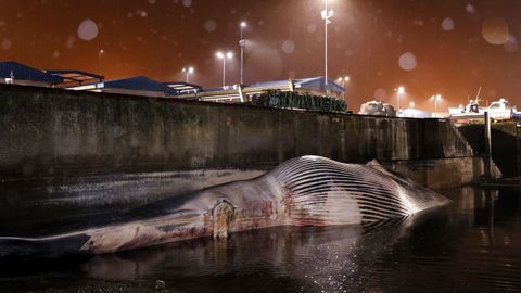 El cuerpo del cet�ceo muerto en la costa coru�esa mide 21 metros de longitud