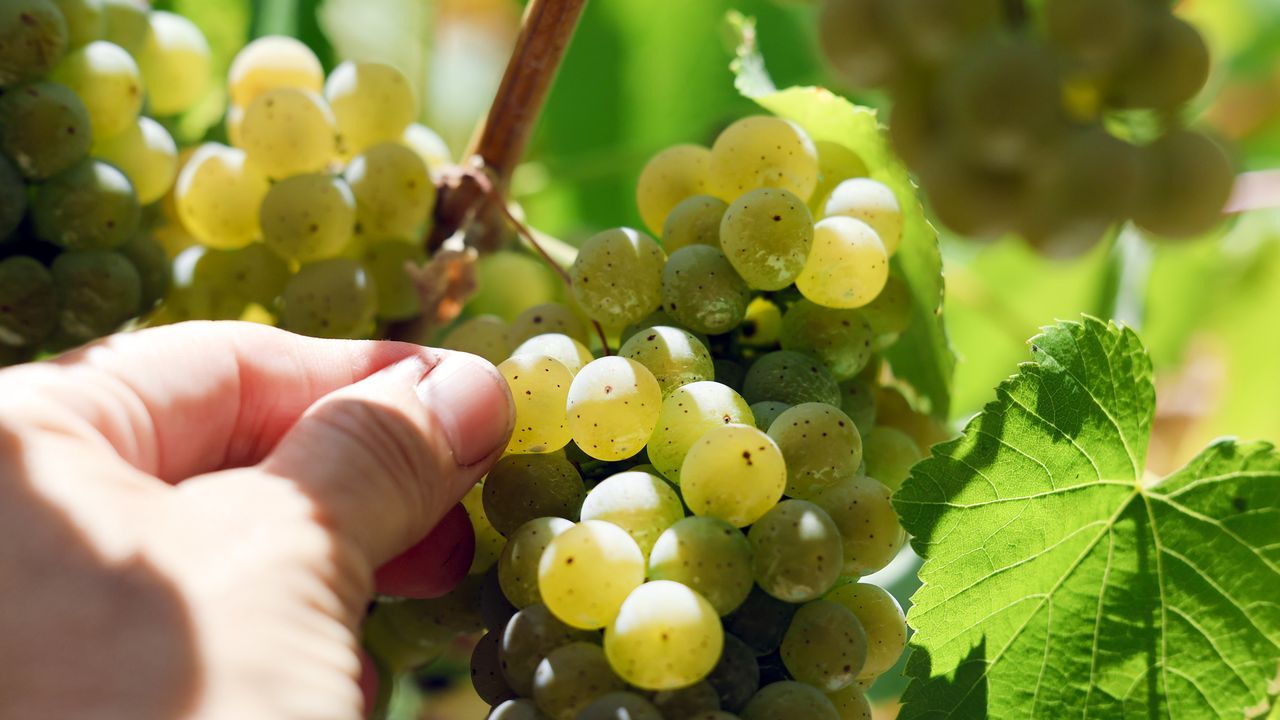 O BNG esíxelle á Xunta que garanta a recollida de toda a colleita de uva