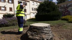 La gran y veterana palmera de la plaza de Alfredo Bra�as ya es historia desde aye