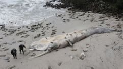 Ballena muerta varada en la playa de Pampaido, en Rax, Poio