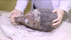 Aparece el cr�neo de un lobo de 40.000 a�os bajo el hielo de Siberia