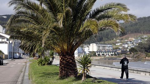 La mejora en la conservaci�n de las palmeras del paseo mar�timo de Covas es muy visible